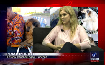 La triste historia de Panchita, la mona que entristeció a la ciudad.